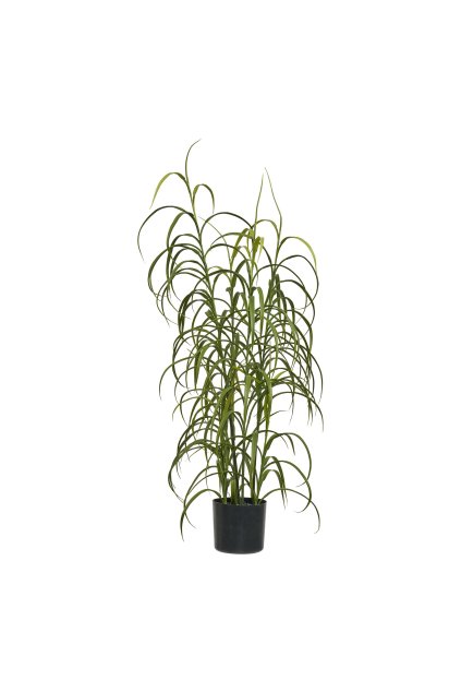 Trávna rastlina - Rastlina, zelená V:68 cm