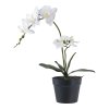 Orchidea - umelá rastlina, zelená/biela V:49 cm